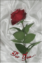 Rose For You