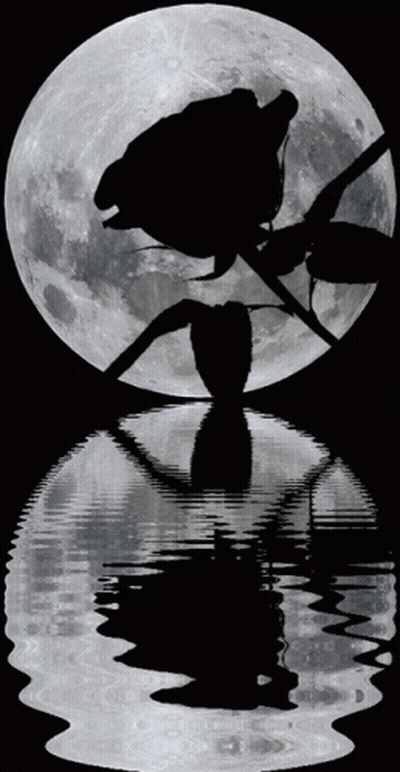 Rose Silhouette With Full Moon GIF