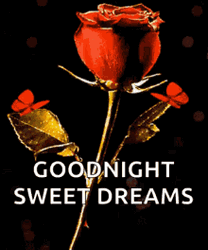 Rose With Red Butterflies Good Night GIF