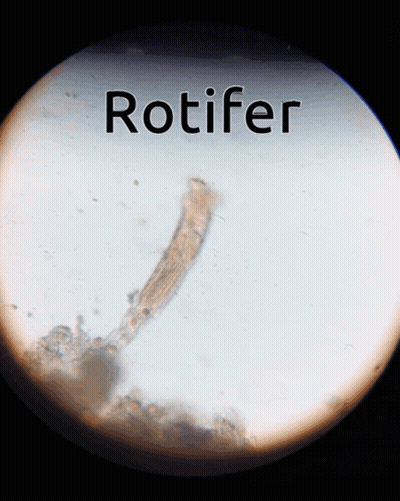 Rotifer Under Microscope