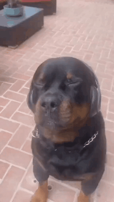 Rottweiler Dog Headphones Eyes Closed GIF