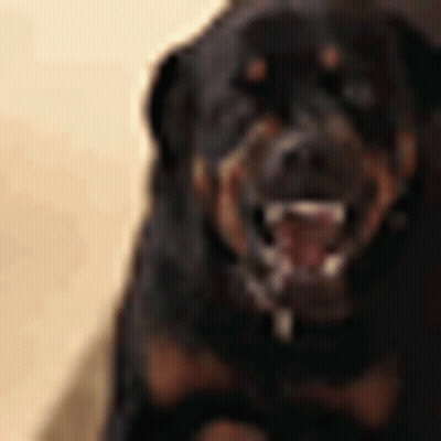 Rottweiler Dog Showing Teeth GIF