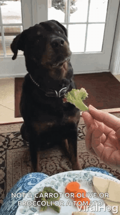Rottweiler Eating Broccoli GIF