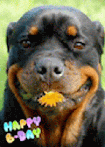 Rottweiler Holding Yellow Flower In Mouth GIF