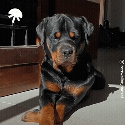 Rottweiler Laying By Door With Arrow Pointing Right GIF