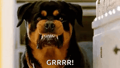Rottweiler Mouth Open Saying Grrr GIF