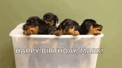 Rottweiler Puppies In Plastic Bin Happy Birthday Mark GIF