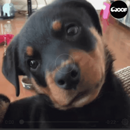 Rottweiler Puppy Video On Goof Website GIF