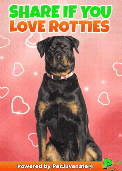 Rottweiler Share If You Love Rotties GIF