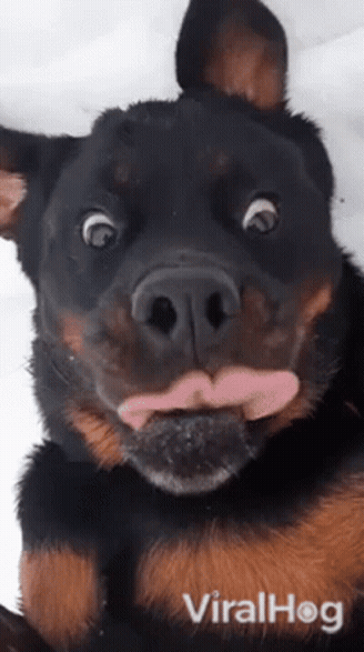 Rottweiler Sticking Tongue Out GIF
