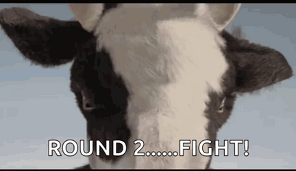 Round 2 Cow And Man Wrestling GIF