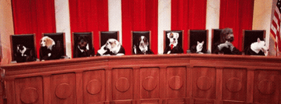 Row Of Dogs And Cats Sitting At Table GIF