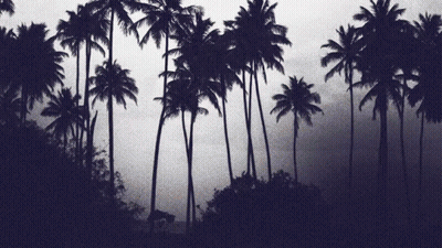 Row Of Palm Trees Silhouetted Against Dark Sky GIF
