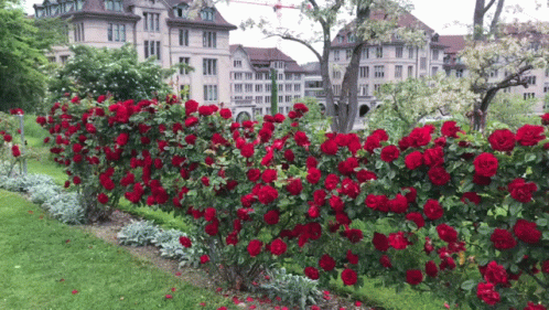 Row Of Red Roses GIF