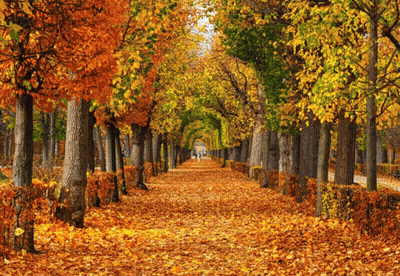 Row Of Trees With Yellow And Orange Leaves GIF
