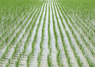 Rows Of Green Plants GIF