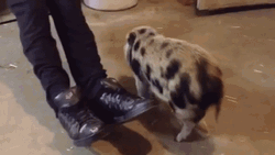 Rub Billy Thatll Do Pig GIF