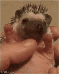 Rubbing Baby Hedgehog GIF