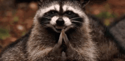 Rubbing Hands Raccoon Evil GIF