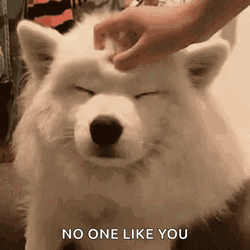 Rubbing Head Of A Cute Dogs GIF