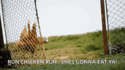Run Chicken Run She's Gonna Eat Ya GIF