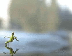Run Lizard Water GIF