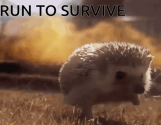 Run To Survive Hedgehog Running From Flames GIF