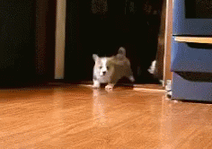 Running Adorable Cute Puppies GIF