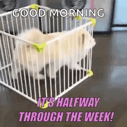 Running Away Dog Half Way There GIF