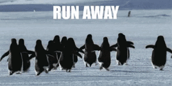 Running Away Penguins