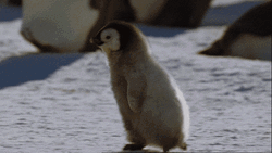 Running Baby Penguin GIF