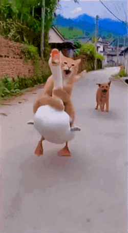Running Cat Cat Run GIF