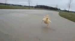 Running Cute Duck