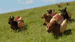Running Dachshund Heinz Weiner GIF
