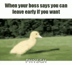 Running Duckling Leaving Work GIF
