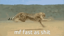 Running Fast Cheetah GIF