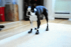 Running For Treat Dog GIF