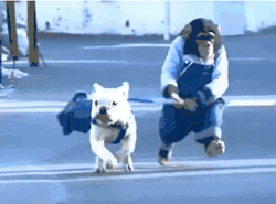 Running French Bulldog With Monkey GIF