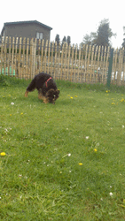 Running German Shepherd GIF