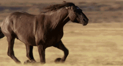 Running Horse Animal