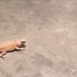 Running Iguana From Snake GIF