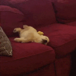 Running In Dreams Dog GIF