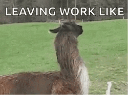Running Llama Leaving Work GIF