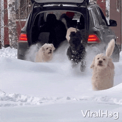 Running Puppies GIF