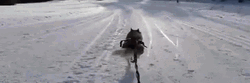 Running Siberian Husky Sled Lead GIF