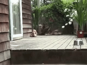 Running Three Baby Goat Meme GIF