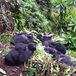 Rwanda Forest Gorillas GIF