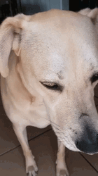 Sad Beige Dog GIF