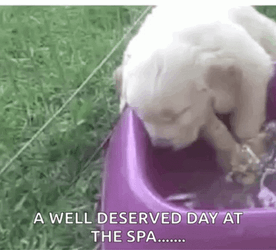 Sad Bichon Frise Dog Spa  GIF