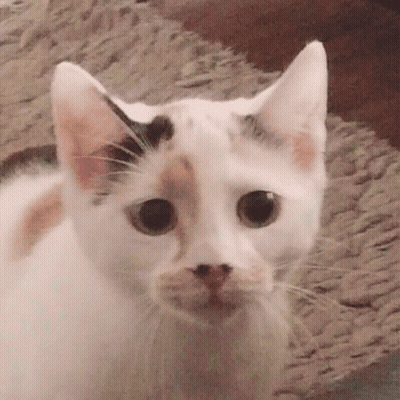 Sad Calico Cat GIF